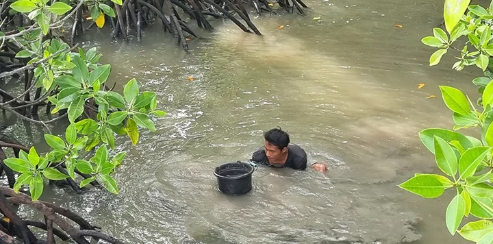 A man stands waist-deep in muddy water surrounded by mangrove roots and green leaves, holding a black plastic bucket. The water is murky, and sunlight filters through the foliage above. The scene suggests harvesting or searching in a mangrove wetland.