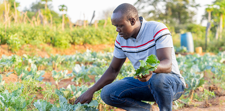 A man in a gray polo shirt with red and blue stripes is crouching in a field, inspecting and holding leafy green vegetables. The background shows rows of crops, soil, and trees under bright daylight.