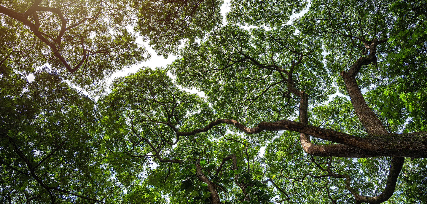 Sunlight filters through a dense canopy of green leaves and twisting branches. The photo is taken from the ground looking up, highlighting the thick trunks and vibrant foliage of mature trees against a bright sky.