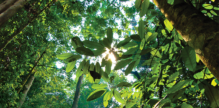 Sunlight shines through dense green foliage and tall tree trunks in a lush forest, creating a bright, dappled effect with light streaming between the large leaves. The perspective is from below, looking upward towards the sky.